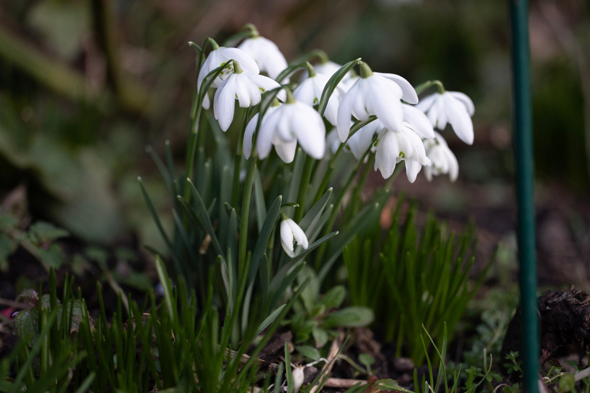 Vintergækker - Guide til dyrkning og pasning af vintergækker